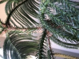 Norfolk Pine Toronto Master Gardeners