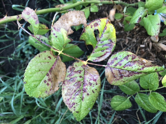 Rose disease? – Toronto Master Gardeners