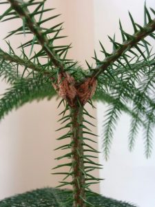 Norfolk Pine – plant disease? – Toronto Master Gardeners