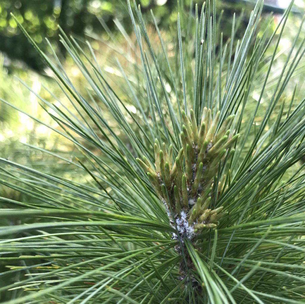 Master Gardener: When to be concerned about brown pine needles