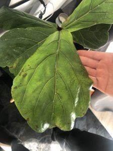 leaf fig fiddle spots leaves dark overwatered