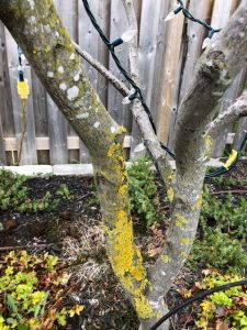 White spots and yellow patches on Japanese Maple – Toronto Master Gardeners